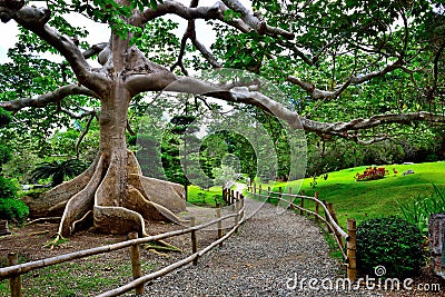 A graceful tree found in a Japanese garden Stock Photo